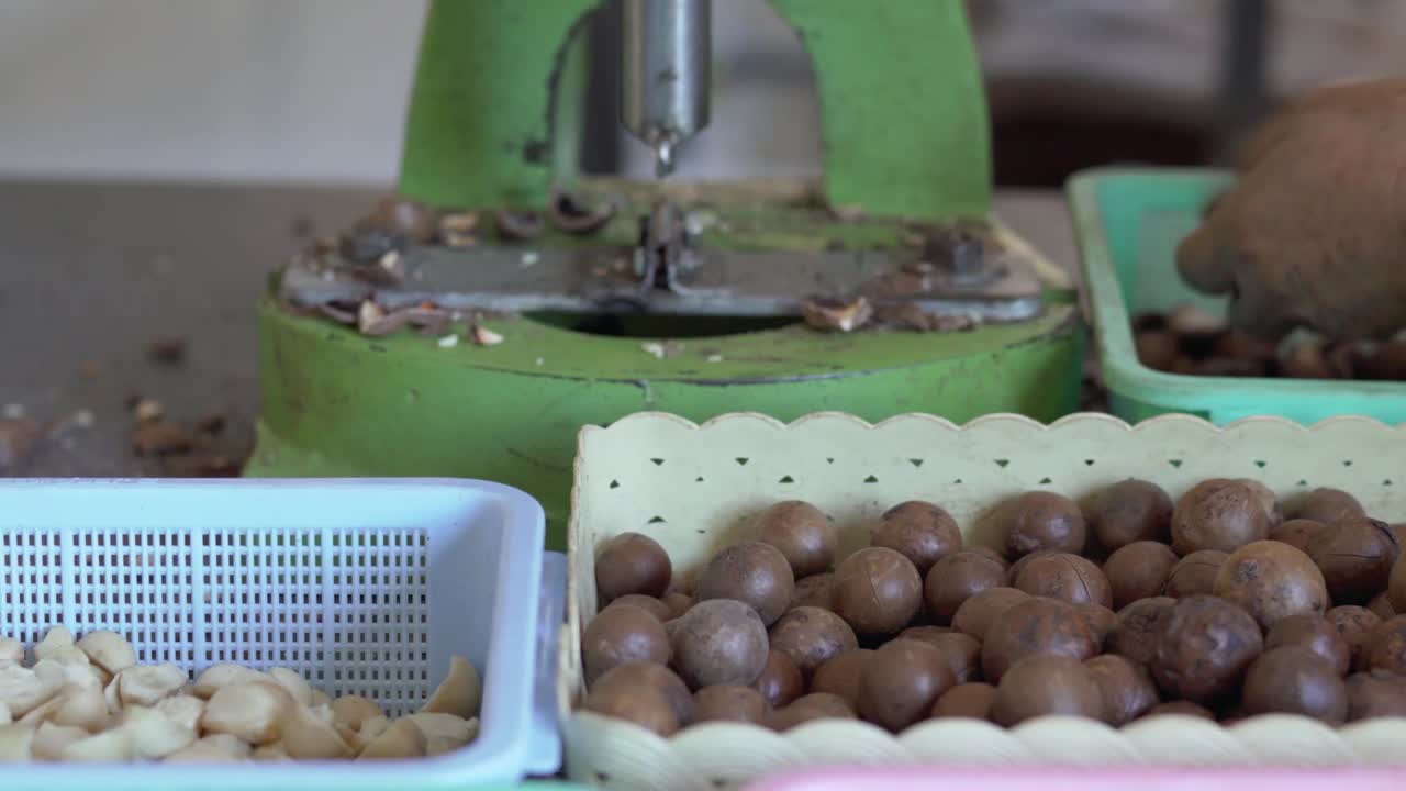 un agricultor está rompiendo la cáscara de la nuez de macadamia usando una máquina para romper nueces