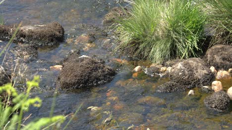 water gently rippling around rocks in a river