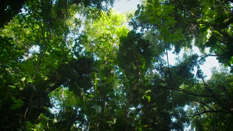 Disparo-De-ángulo-Bajo-Bajo-Una-Selva-Profunda-O-Dosel-De-Selva-Tropical