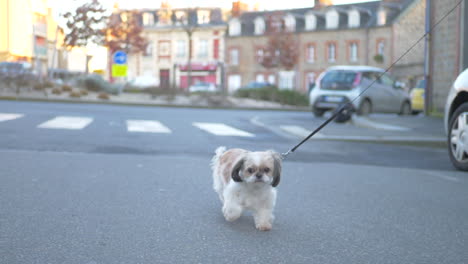 Schöner-Weiß---Brauner-Shih-Tzu,-Der-Allein-Auf-Einer-Straße-Geht,-Die-Der-Kamera-Gegenübersteht