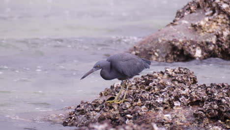 pacific reef heron bird hunting for fishes or small crabs walking rocks covered with groups of shells looking at sea water tide pool - slow motion