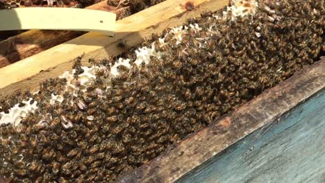 Imkerei-Imker,-Die-Sich-Um-Bienen-Kümmern,-Um-Honig-Zu-Produzieren