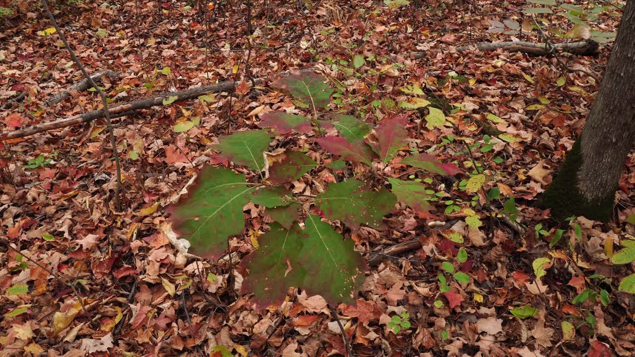 Ein junger Baum mit wunderschönen Farben auf seinen Blättern wiegt sich im Wind. Am Boden sind an diesem Herbsttag Tausende von gefallenen Blättern zu sehen.