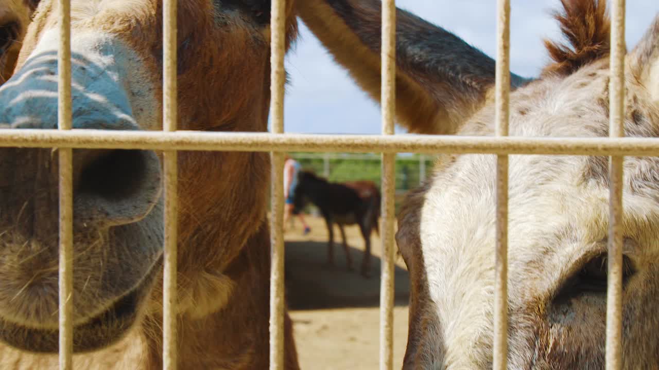 grupo de burros fofos em pé e olhando para a câmera atrás da cerca em bonaire