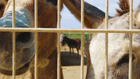 group of cute donkeys standing and looking in the camera behind the fence in bonaire