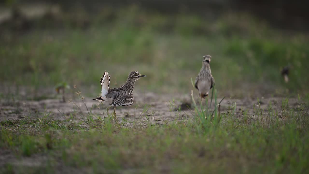 새 들 의 매트 춤