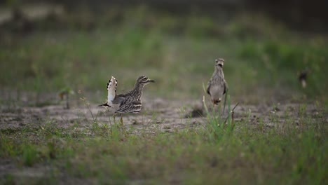 el baile de las aves