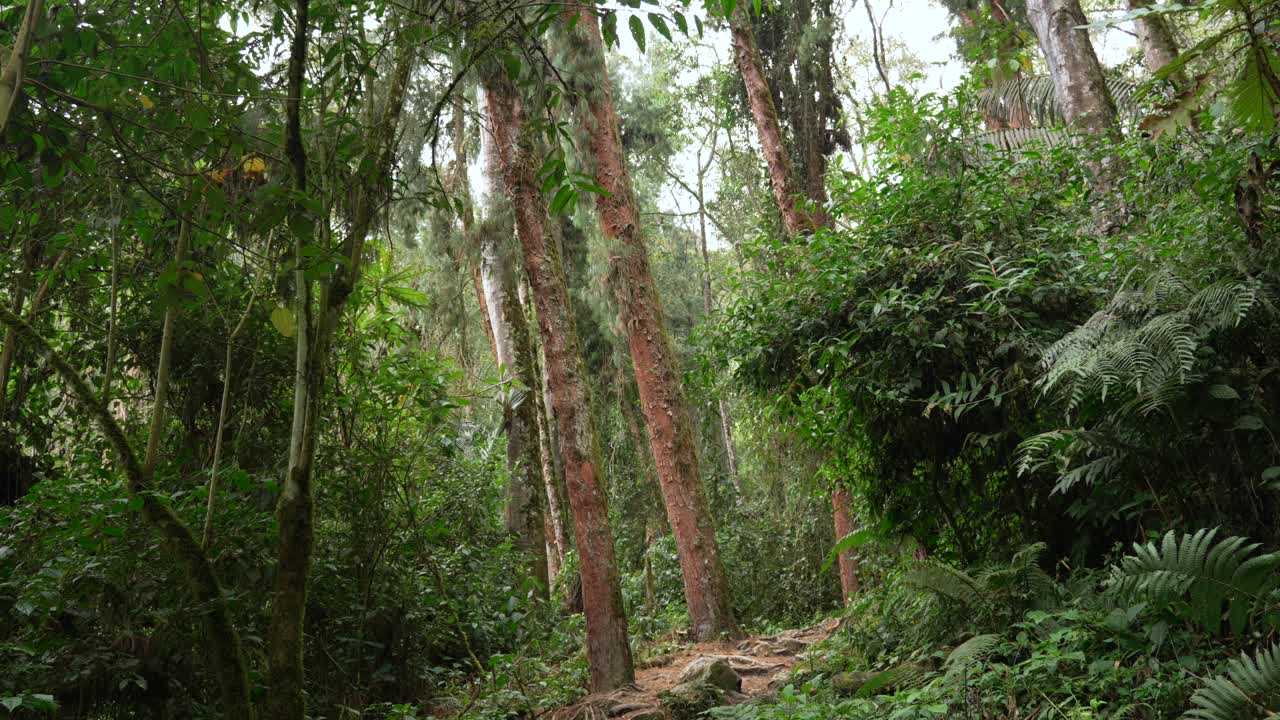 Camera tilts up through mossy trunks and ferns in Andean cloud forest, Low angle