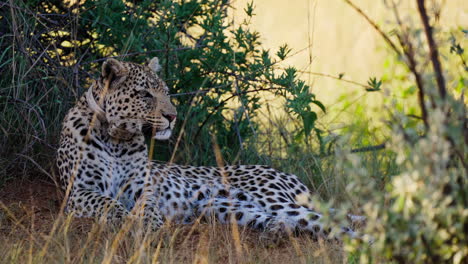 leopard resting in the savanna