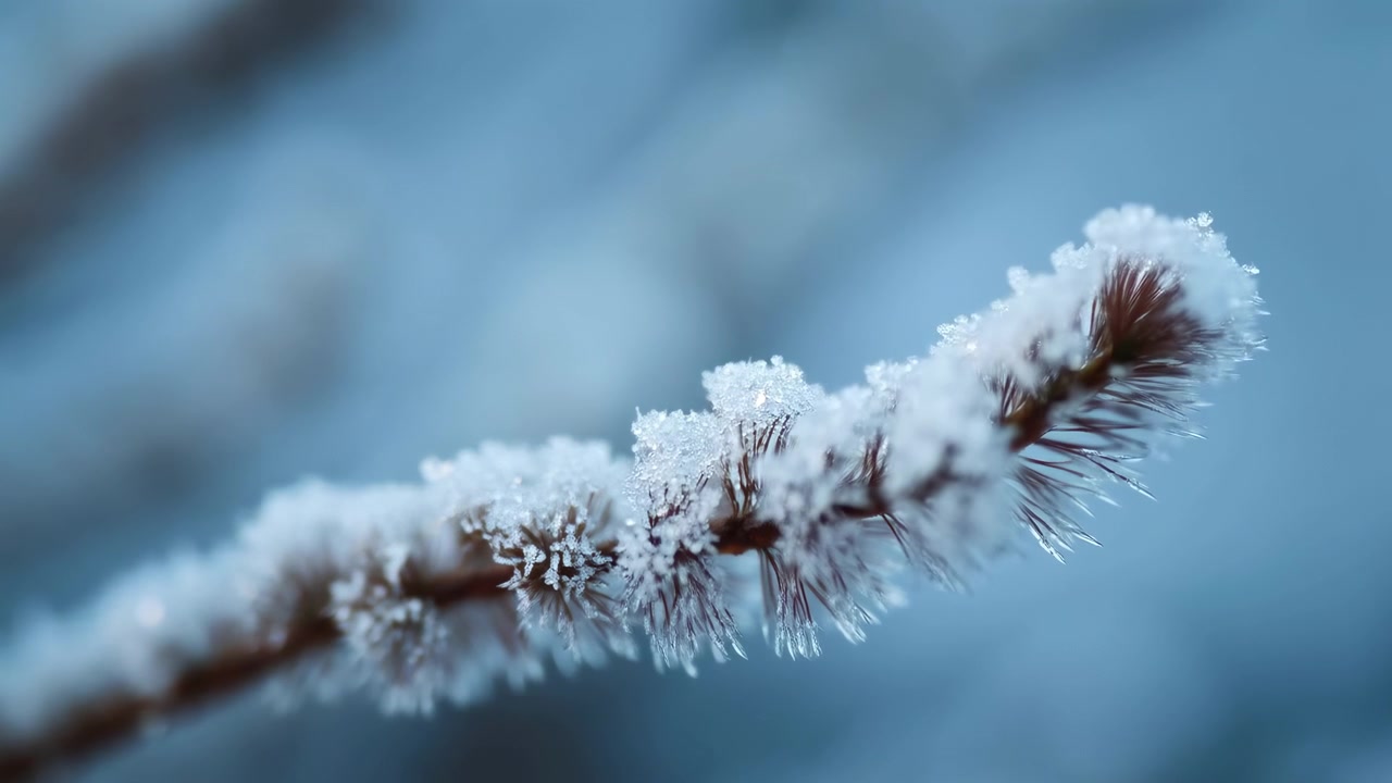 Macro view of a frost-covered twig stretching across the lower third of the frame, with glittering ice crystals clinging to bark and fine hairs. Soft