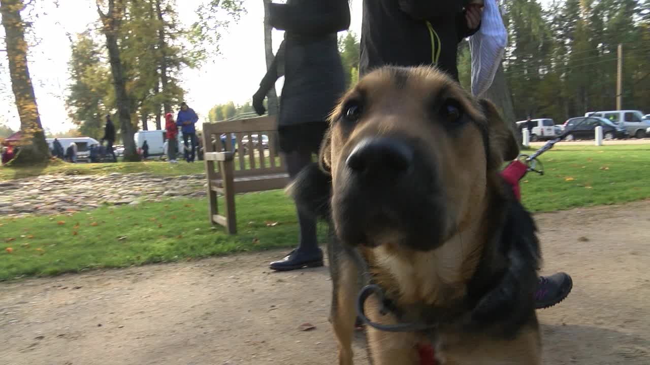 el dueño mantiene al perro encendido