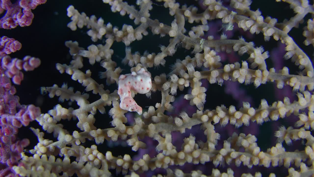 карликовый морской конек денис цепляется за горгониевый морской веер, покачивающийся на течении