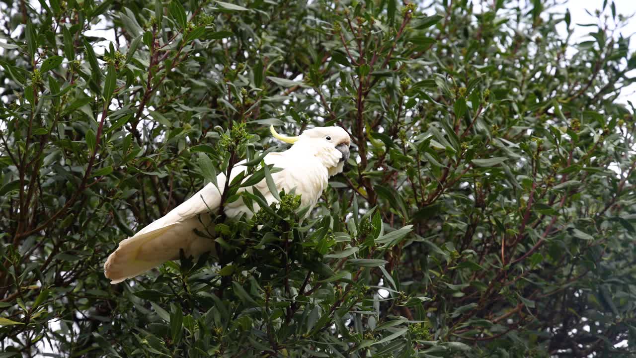 una cacatúa en un árbol