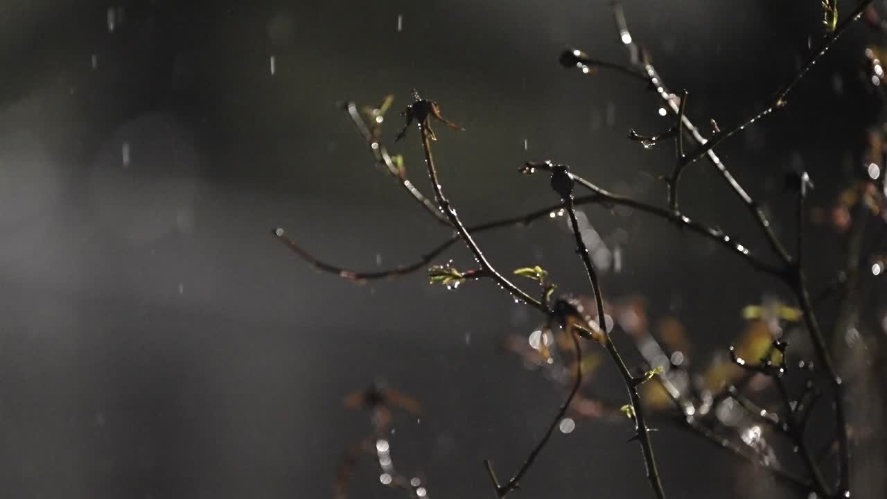 Slow Motion Raindrops at Night, Falling on Spring Branch (120fps)