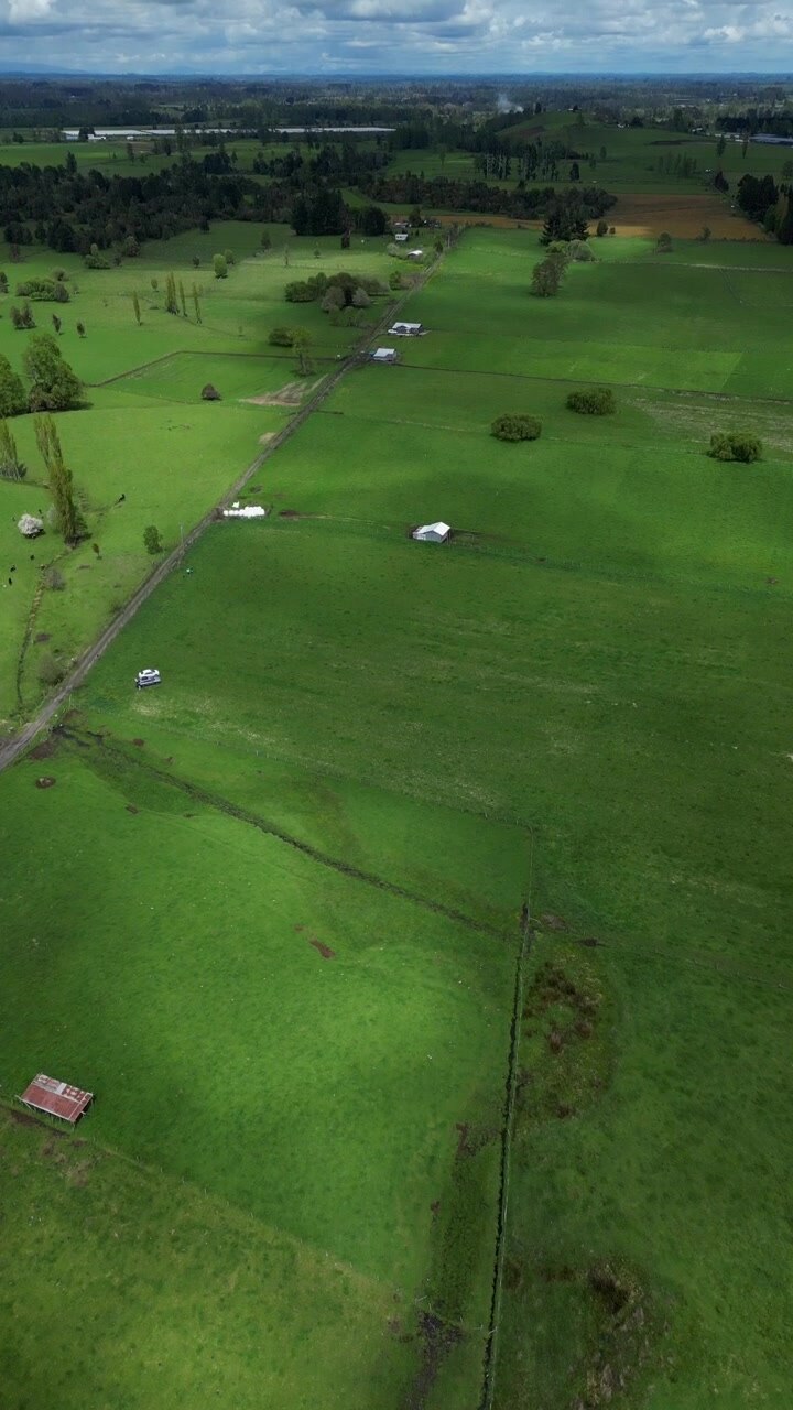 Forward flight tilting down over vast lush green pastoral fields divided by a narrow rural road with scattered farmhouses and grazing cattle under overcast skies