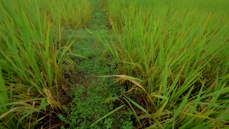 Cardán-Arroz-Arroz-Dieta-Asiática-Arroz-Cosecha-Asia-Palmeras-Agricultores-Campos-Tailandia