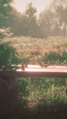 cosy wooden bench under a tree in idyllic rural landscape with sun shining