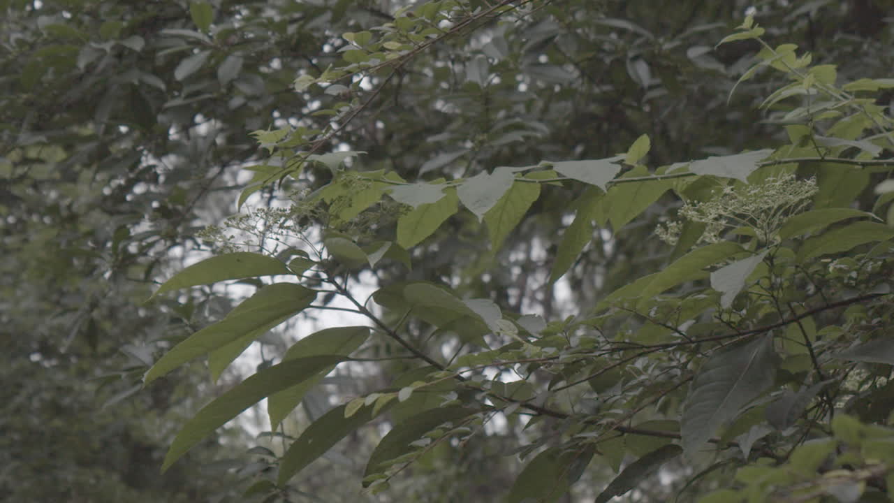 green leaves in a small tree in a forest. Slowly panning shot