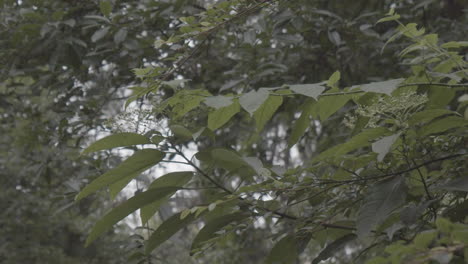 green leaves in a small tree in a forest. slowly panning shot