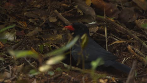 a black-fronted nunbird digs a nest hole on a slope deep in peru’s amazon rainforest.