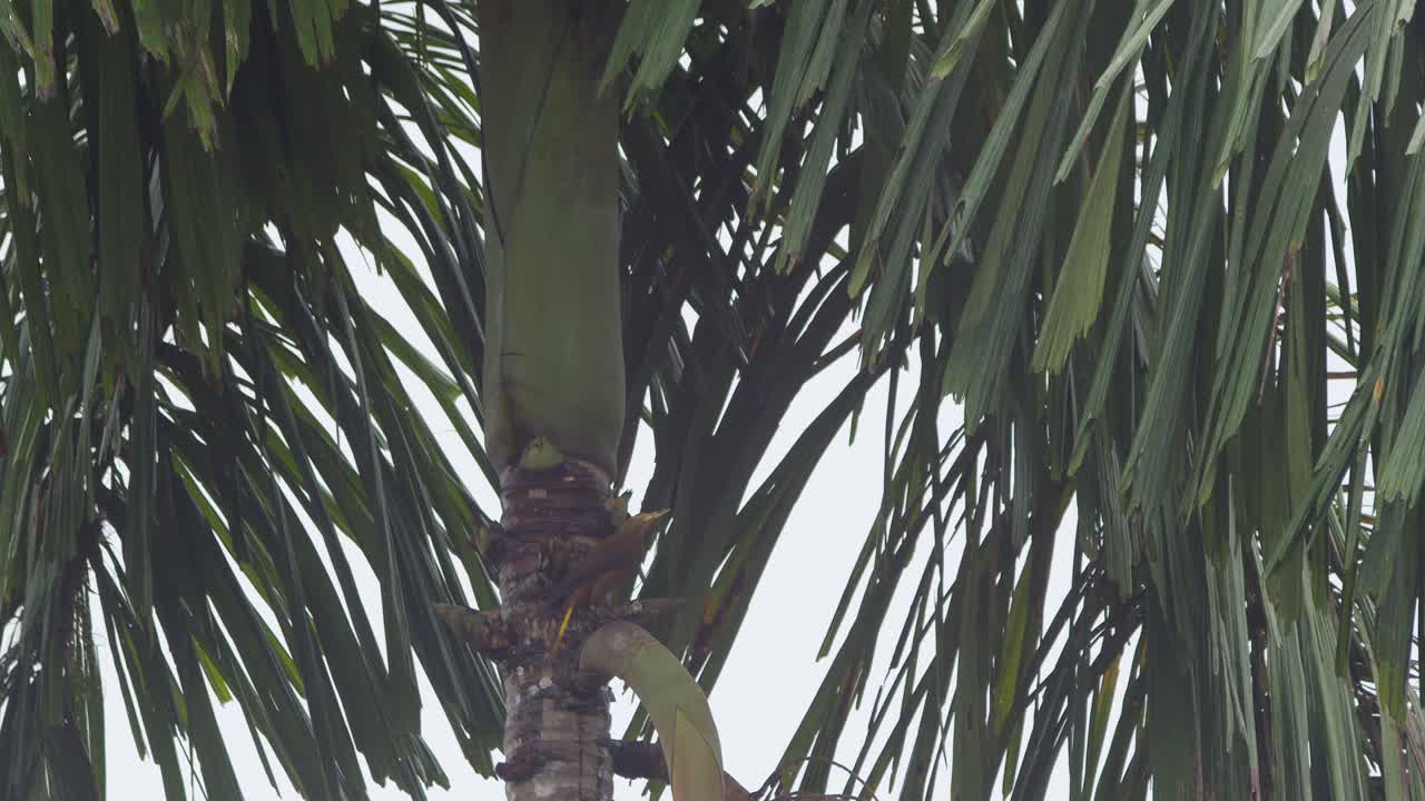un pájaro oropéndola aterriza en una rama de un árbol tropical al lado de otra oropéndola, luego continúa volando
