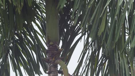 an oropendola bird lands on a branch in a tropical tree next to another oropendola, then continues to fly away