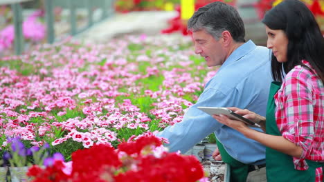 Employees-working-at-the-greenhouse