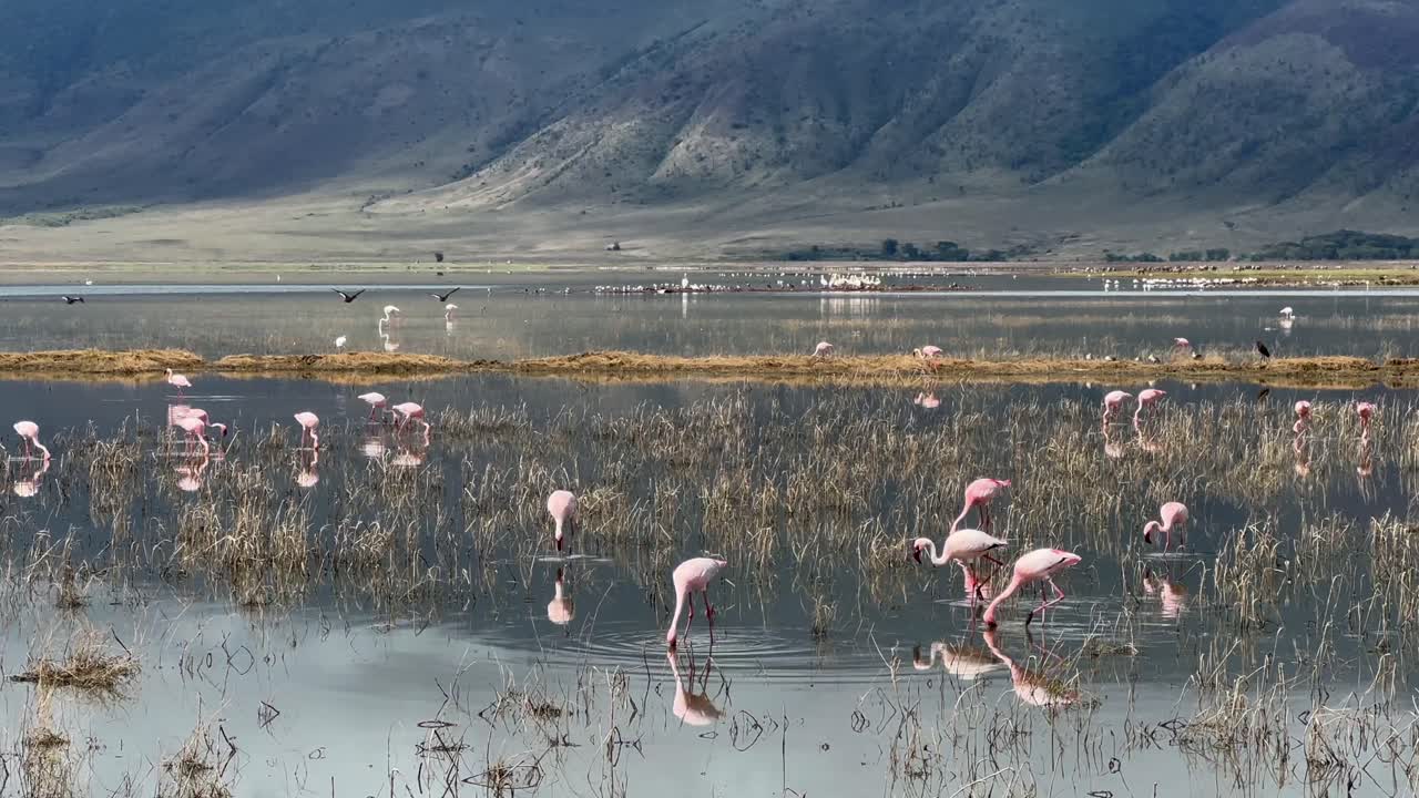 Lesser flamingos (Phoeniconaias minor) forage at the bottom of a Lake Magadi in the Ngorongoro Crater, Tanzania.