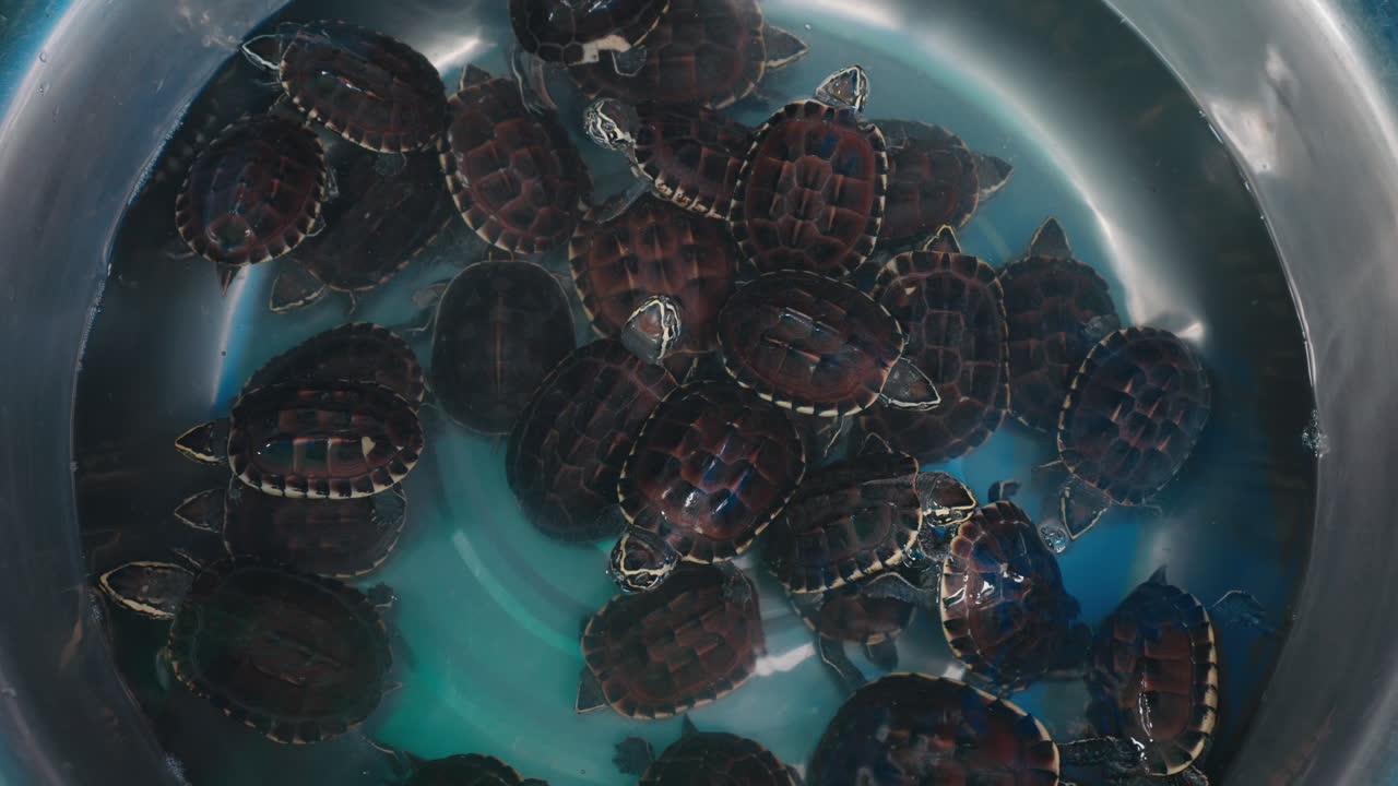 Baby Turtles in a Bowl