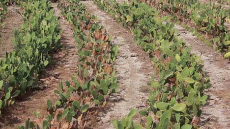 plano medio de un campo de cactus
