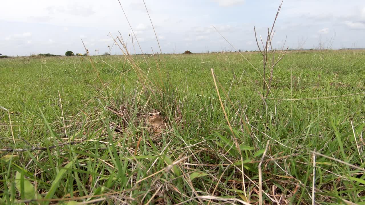 말라바 볏이 있는 종달새는 인도 마하라슈트라의 푸른 초원에 있는 둥지로 돌아갑니다.