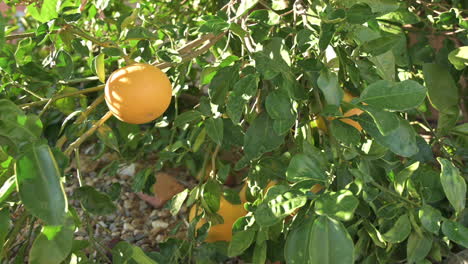 Citrus orange tree closeup, zoom in shot