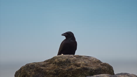 Cinematic-Crow-on-a-rock-looking-around