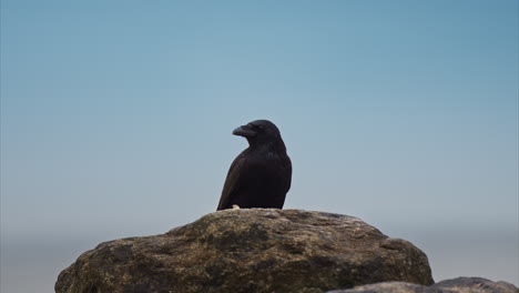 cinematic crow on a rock looking around