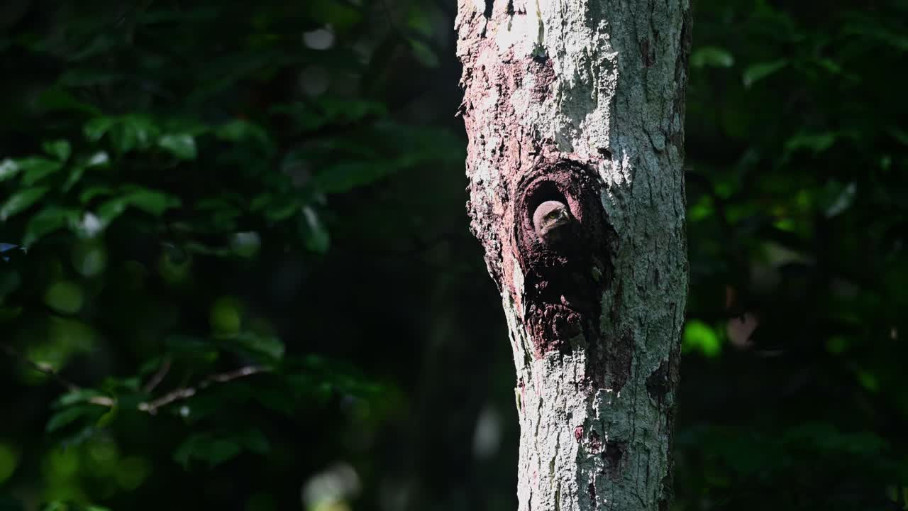 búho pigmeo con collar, taenioptynx brodiei, parque nacional kaeng krachan, tailandia