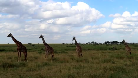 Static-shot-of-a-tower-of-giraffes-looking-at-their-surroundings-in-the-Serengeti