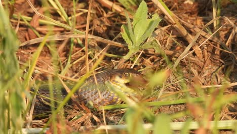 Schlangen-Fressender-Frosch.-Gras