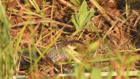serpiente comiendo rana . hierba