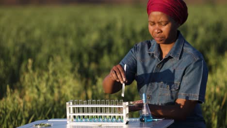 black african female agronomist biologist farmer checking the quality of an oat grain crop on a large scale farm. close-up portrait