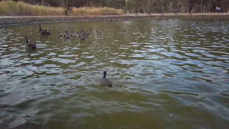 los patos de pico rojo nadan y juegan sobre el lago en un parque con bagres y tortugas bajo el agua oscura