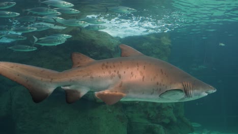 Eine-Schule-Silbermakrelen-Schwimmt-Im-Aquarium-An-Einem-Riesigen-Sandtigerhai-Vorbei