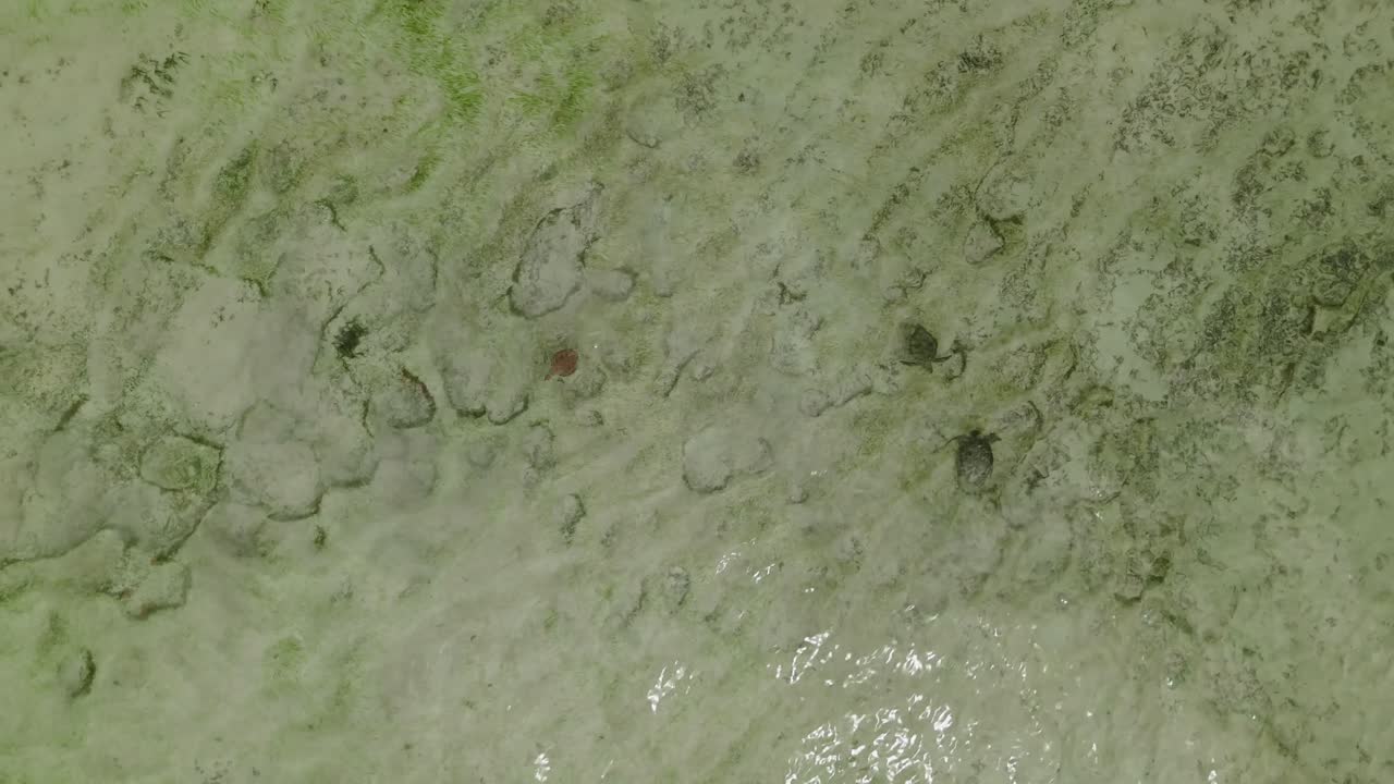 tortugas nadando en el agua cristalina de la piscina de nylon, tobago en el caribe vista aérea