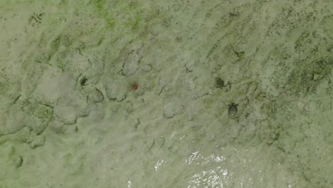 Turtles-swimming-in-the-crystal-clear-water-of-nylon-pool,-Tobago-in-the-Caribbean-aerial-view