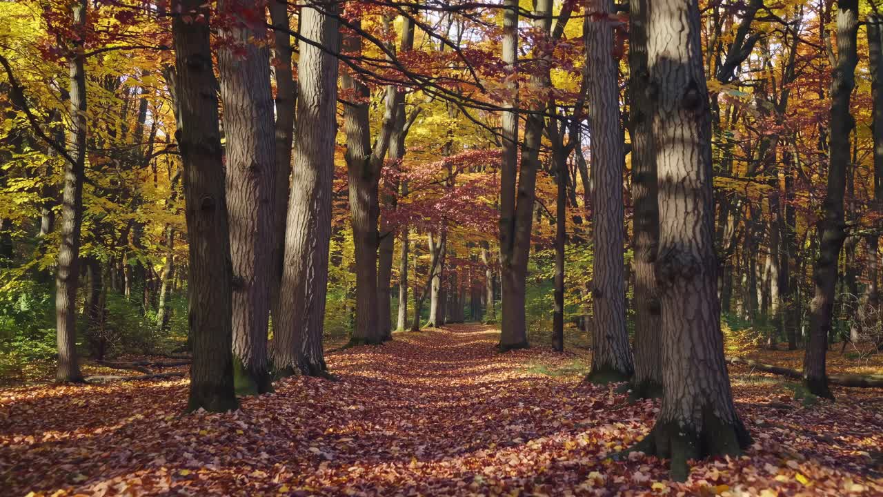 A serene forest path covered in autumn leaves, captured from a low-angle video, showcasing vibrant