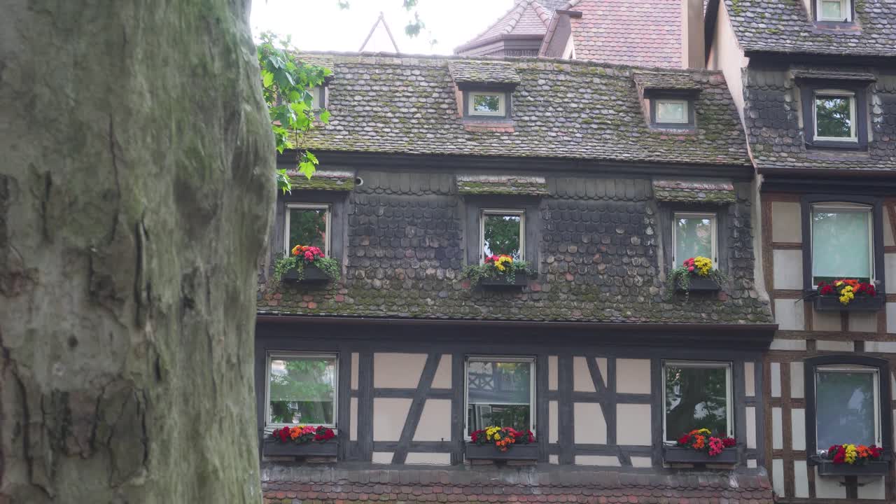 프랑스 스트라스부르 에 있는 전통적 인 반 목조 알사시안 집 의 수직 사진 과 앞면 에 있는 나무 줄기