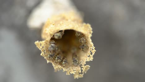 stingless bees getting in and out of nest