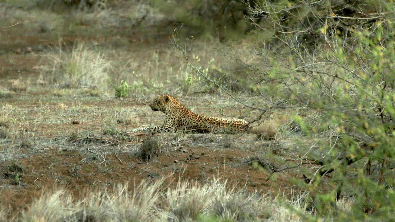leopardo manchado descansando en la sabana durante un safari en masai mara, kenia