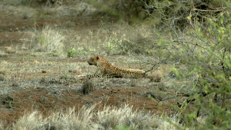 Leopardo-Manchado-Descansando-En-La-Sabana-Durante-Un-Safari-En-Masai-Mara,-Kenia