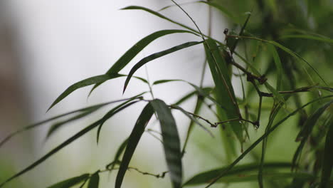 primer plano de hojas de bambú en el bosque tropical con cascadas bokeh en primera cascada de la planta en arecibo, puerto rico