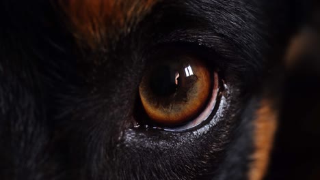 Macro-of-the-eye-of-the-dog